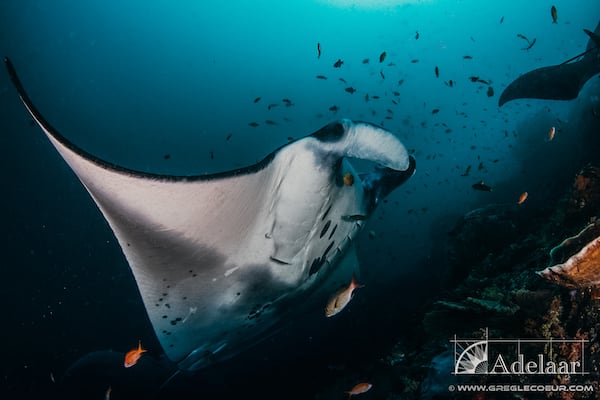 Adelaar's 11-Day Wakatobi  from Maumere to Bau Bau - Day 4 - Manta Ray