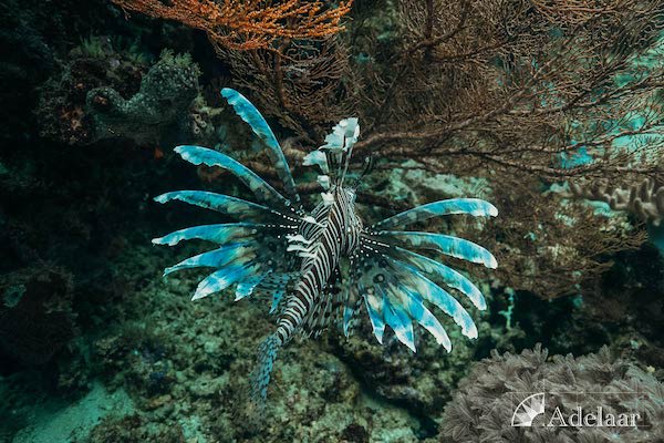 Adelaar's 11-Day Wakatobi  from Maumere to Bau Bau - Day 9 - Lionfish