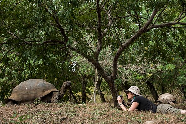 Cormorant II's 5-Day Itinerary Day Five - Giant Tortoise.