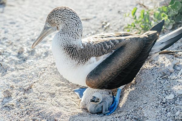 Cormorant II's 8-Day Itinerary A Day Six - Blue-Footed Booby.