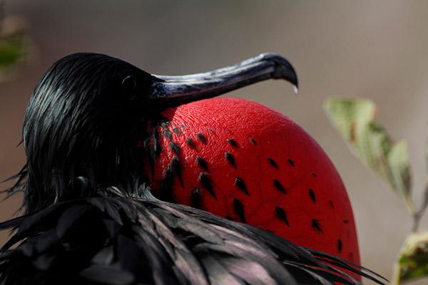 Cormorant II's 8-Day Itinerary B Day Eight - Frigatebird.