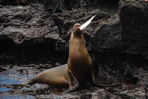 Nemo III's 5-Day Northern Islands Itinerary Day Four - Sea Lion Catching a Fish.