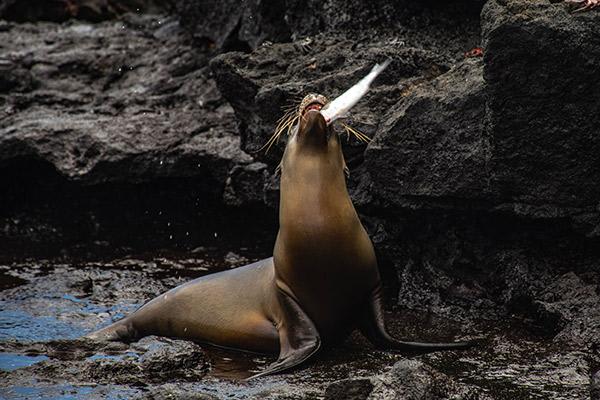 Nemo III's 8-Day Northern Islands Itinerary Day Seven - Sea Lion Catching a Fish.