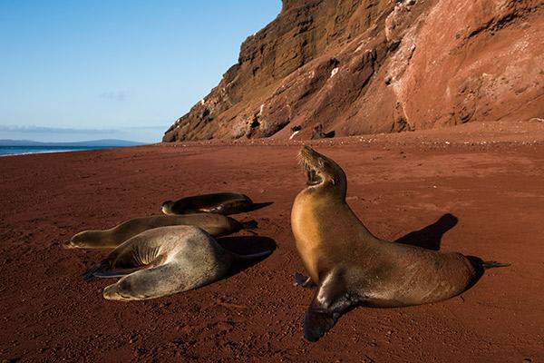 Seaman Journey’s 11-Day Itinerary Day Six - Sea Lions at Rabida Island Shore.