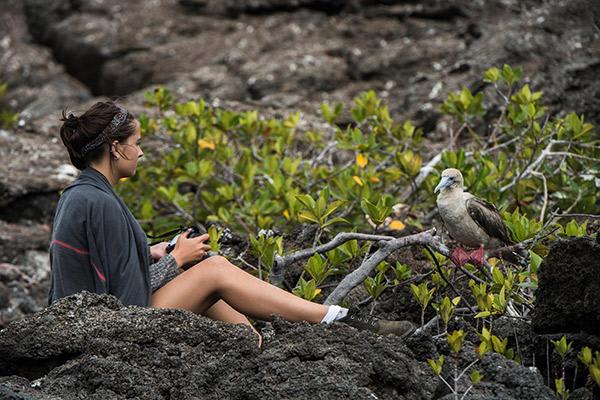 Seaman Journey’s 11-Day Itinerary Day Nine - Red-Footed Booby at Genovesa Island.