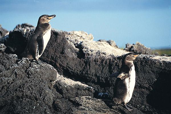 Seaman Journey’s 15-Day F Itinerary Day Four - Pair of Galapagos Penguins.