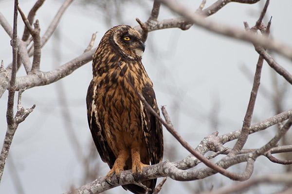 Seaman Journey’s 15-Day F2 Itinerary Day Thirteen - Short-Eared Owl.