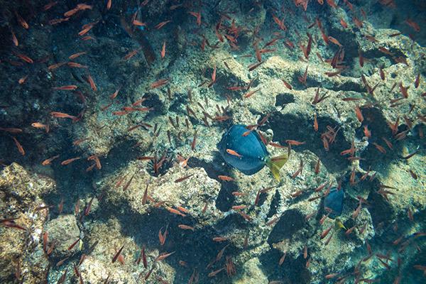 Solaris’ 5-Day Itinerary Day Five - Fish in the Galapagos.