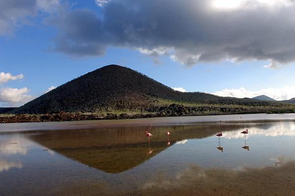 Solaris’ 8-Day B Itinerary Day Six - Flamingos at Punta Cormorant.