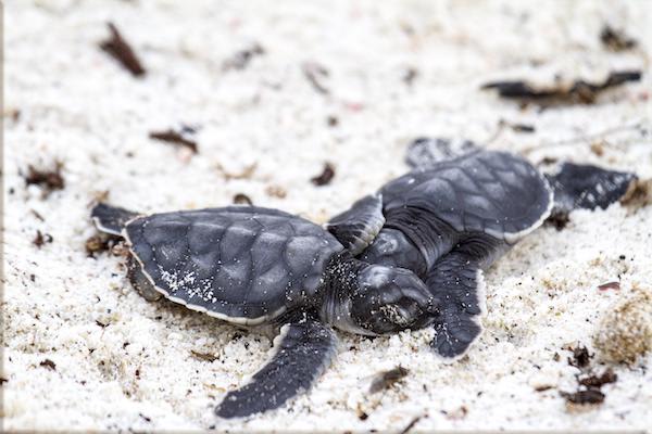 Solaris’ 8-Day A Itinerary Day One - Nesting Sea Turtles.