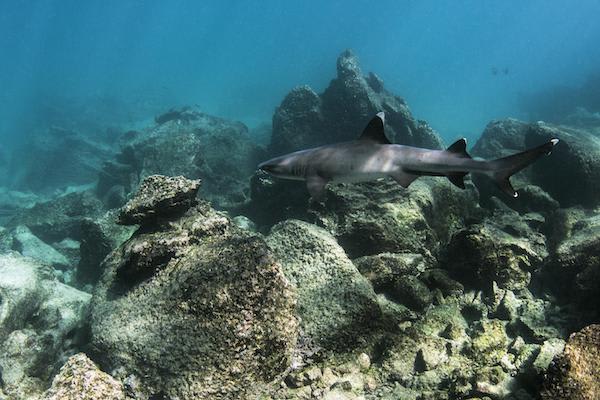 Solaris’ 8-Day A Itinerary Day Two - White-Tipped Reef Sharks.