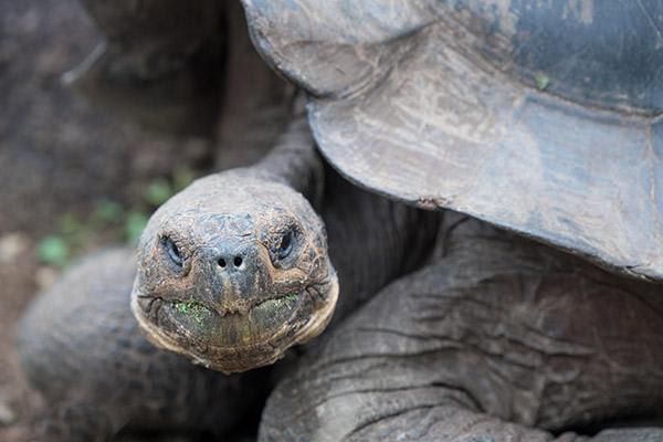 Solaris’ 8-Day A Itinerary Day Seven - Galapagos Giant Tortoise.