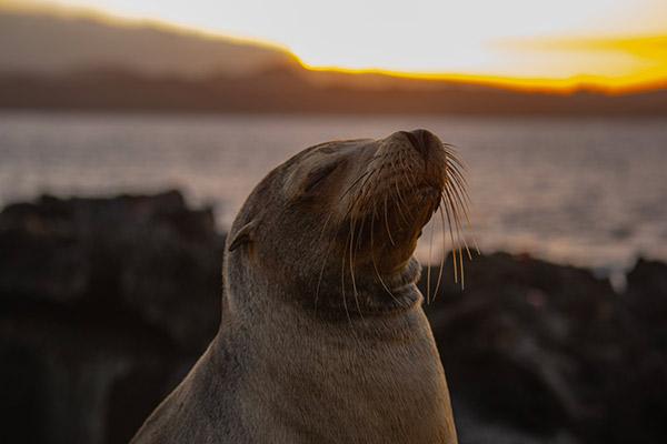 Galapagos Sea Star’s 6-Day C Itinerary Day One - Sea Lion at Sunset.