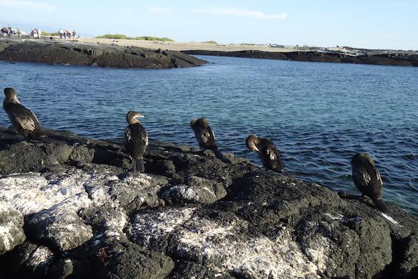 Galapagos Sea Star’s 11-Day C+A Itinerary Day Three - Flightless Cormorants.