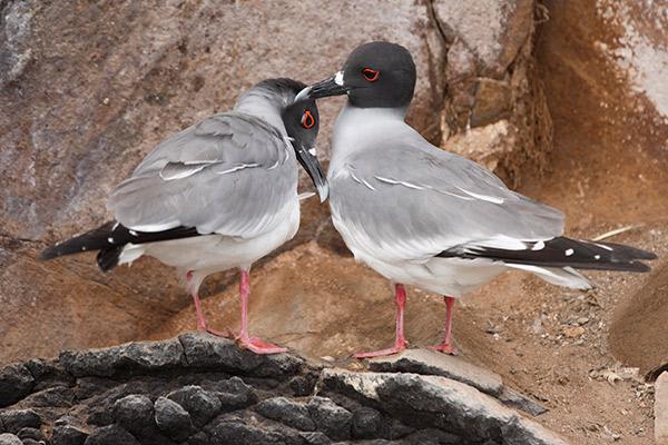Galapagos Sea Star’s 11-Day C+A Itinerary Day Ten - Swallow-Tailed Gulls.