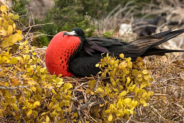 Galapagos Sea Star’s 15-Day A+B+C Itinerary Day Four - Frigatebird Sighting.