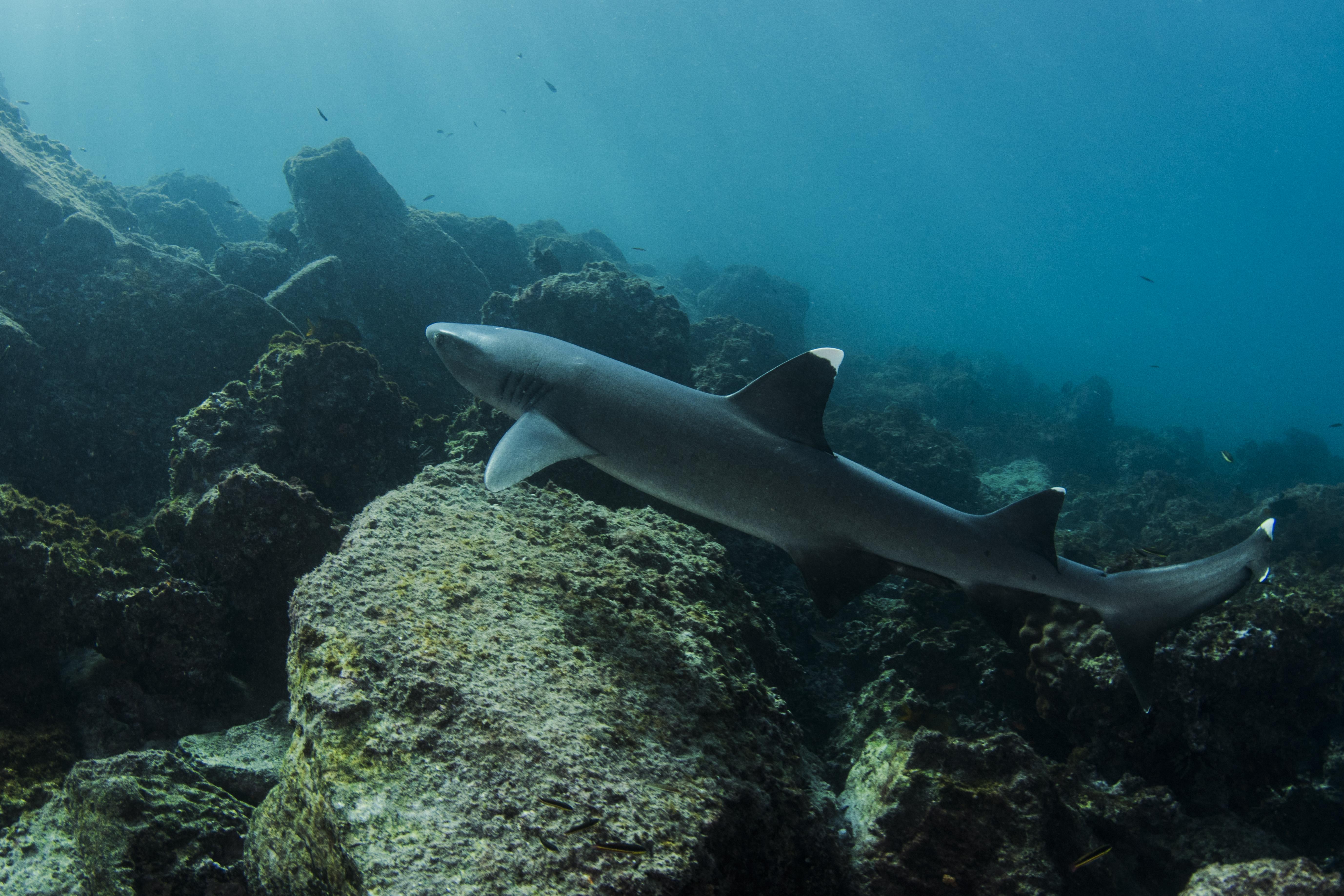 加拉帕戈斯群岛海星的15天+ B + C行程一天11 - White-Tipped礁鲨鱼游泳。