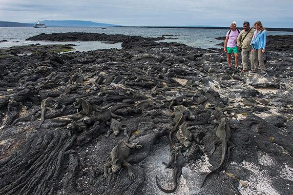 Galapagos Sea Star’s 15-Day A+B+C Itinerary Day Thirteen - Marine Iguanas at Fernandina Island.