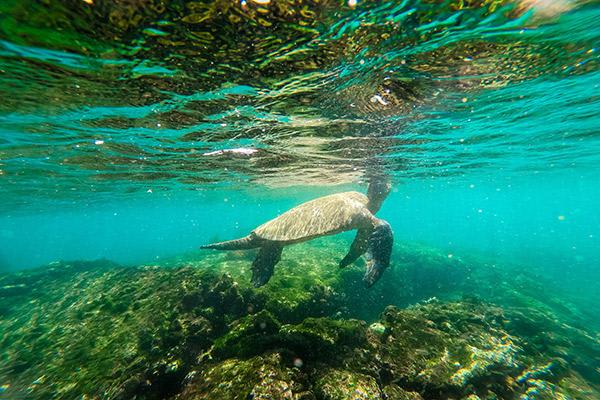 Galapagos Sea Star’s 15-Day A+B+C Itinerary Day Fourteen - Marine Turtle Swimming.