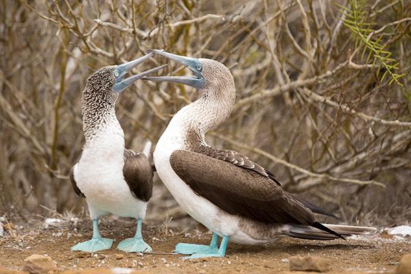 Galapagos Sea Star’s 15-Day A+B+C Itinerary Day Fifteen - Blue-Footed Boobies.