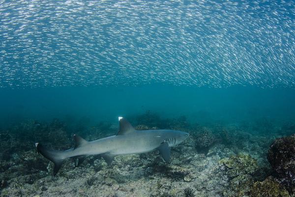 Galapagos Sea Star’s 15-Day B+C+A Itinerary Day Six - White-Tipped Reef Shark Sighting.