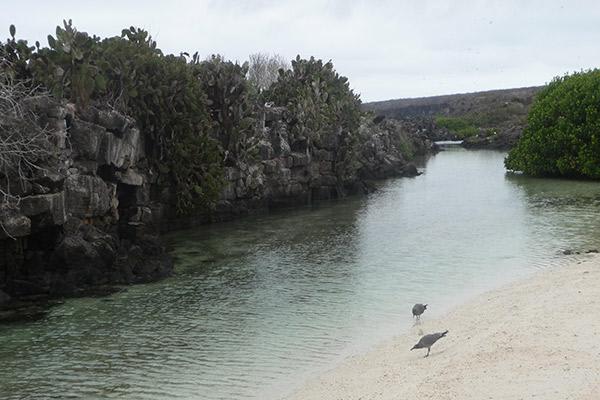 Galapagos Sea Star’s 15-Day B+C+A Itinerary Day Eight - Darwin Bay.