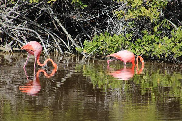 Galapagos Sea Star’s 15-Day B+C+A Itinerary Day Nine - Two Flamingos.