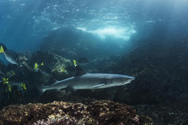 加拉帕戈斯群岛海星15天C + A + B行程第二天——礁鲨。