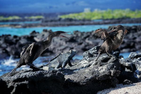 Galapagos Sea Star’s 15-Day C+A+B Itinerary Day Four - Flightless Cormorants and Marine Iguanas.