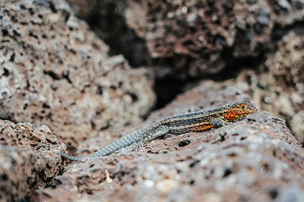 Galapagos Sea Star’s 15-Day C+A+B Itinerary Day Six - Lava Lizard.