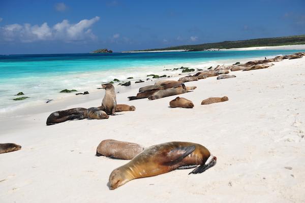 Galapagos Sea Star’s 15-Day C+A+B Itinerary Day Eleven - Sea Lions at Mosquera Islet.