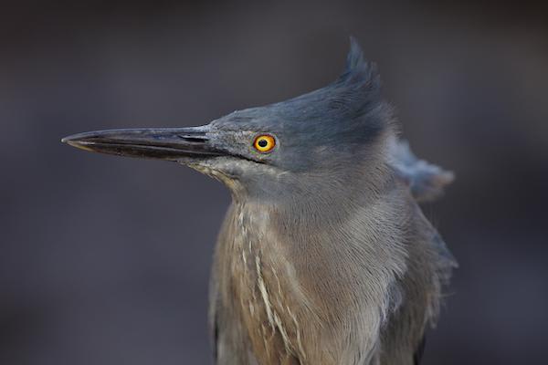 Galapagos Sea Star’s 15-Day C+A+B Itinerary Day Thirteen - Lava Heron Sighting.