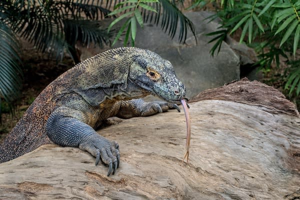 Kudanil Explorer's 6-Day Komodo - Day 3 - Komodo Dragon