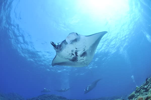 Kudanil Explorer's 8-Day Komodo - Day 3 - Manta Ray