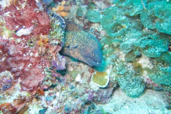 Kudanil Explorer's 8-Day Raja Ampat - Day 4 - Moray Eel