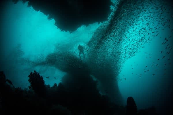 Kudanil Explorer的12天的Kaimana Sorong -第二天与鲸鲨在特里同湾潜水