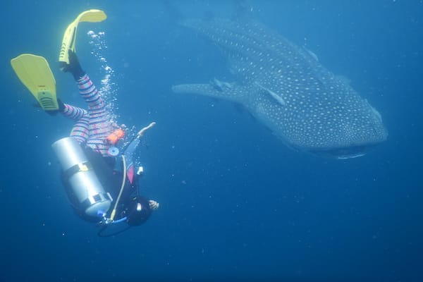 Kudanil Explorer's 12-Day Kaimana to Sorong - Day 3 - Whaleshark