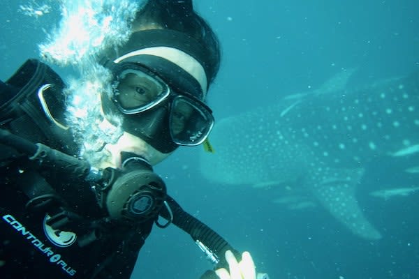 Kudanil Explorer's 12-Day Sorong to Kaimana - Day 11 - Diving with Whaleshark