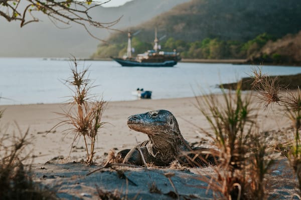 Samara I's 6-Day Itinerary Plus Dinner Set Up - Day 3 - Komodo Dragon