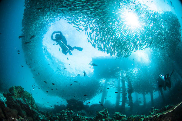 Carpe Diem's 10-Day Triton Bay & South Raja Ampat Sorong to Kaimana - Day 5 - Diving among Schools of Fishes