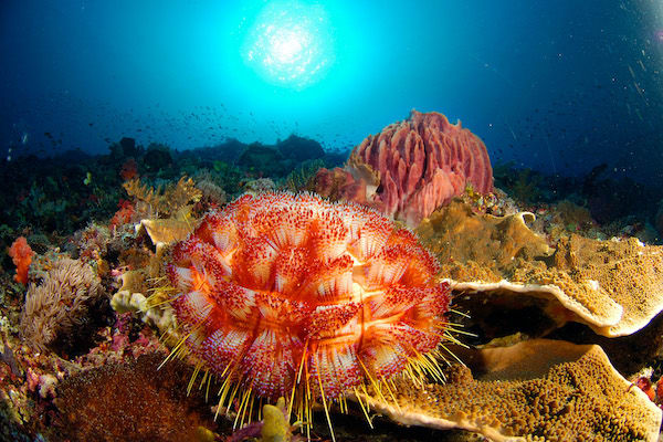 Carpe Diem's Triton Bay & South Raja Ampat Kaimana to Sorong - Day 2 - Underwater World