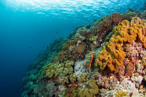 Tiare's 12-Day Banda Sea & Raja Ampat - Day 2 - Colorful Coral Reef