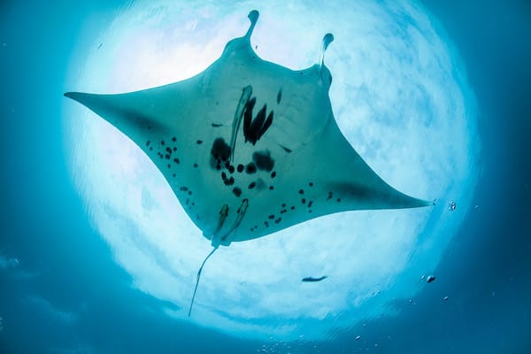 Tiare's 12-Day Banda Sea & Raja Ampat - Day 8 - Diving with Manta Ray