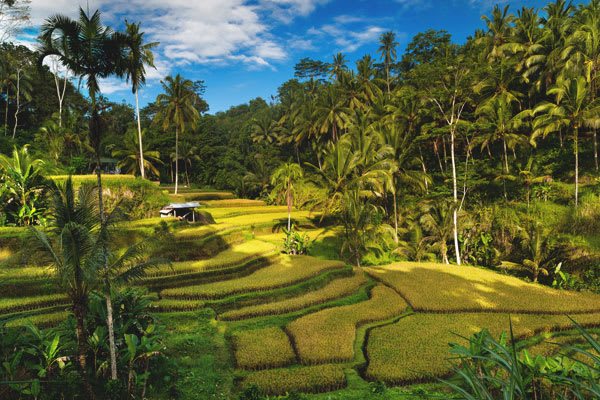 Bali Rice paddy trek