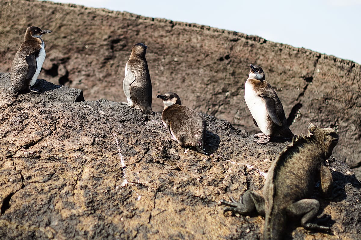 Aqua Mare - West Galapagos