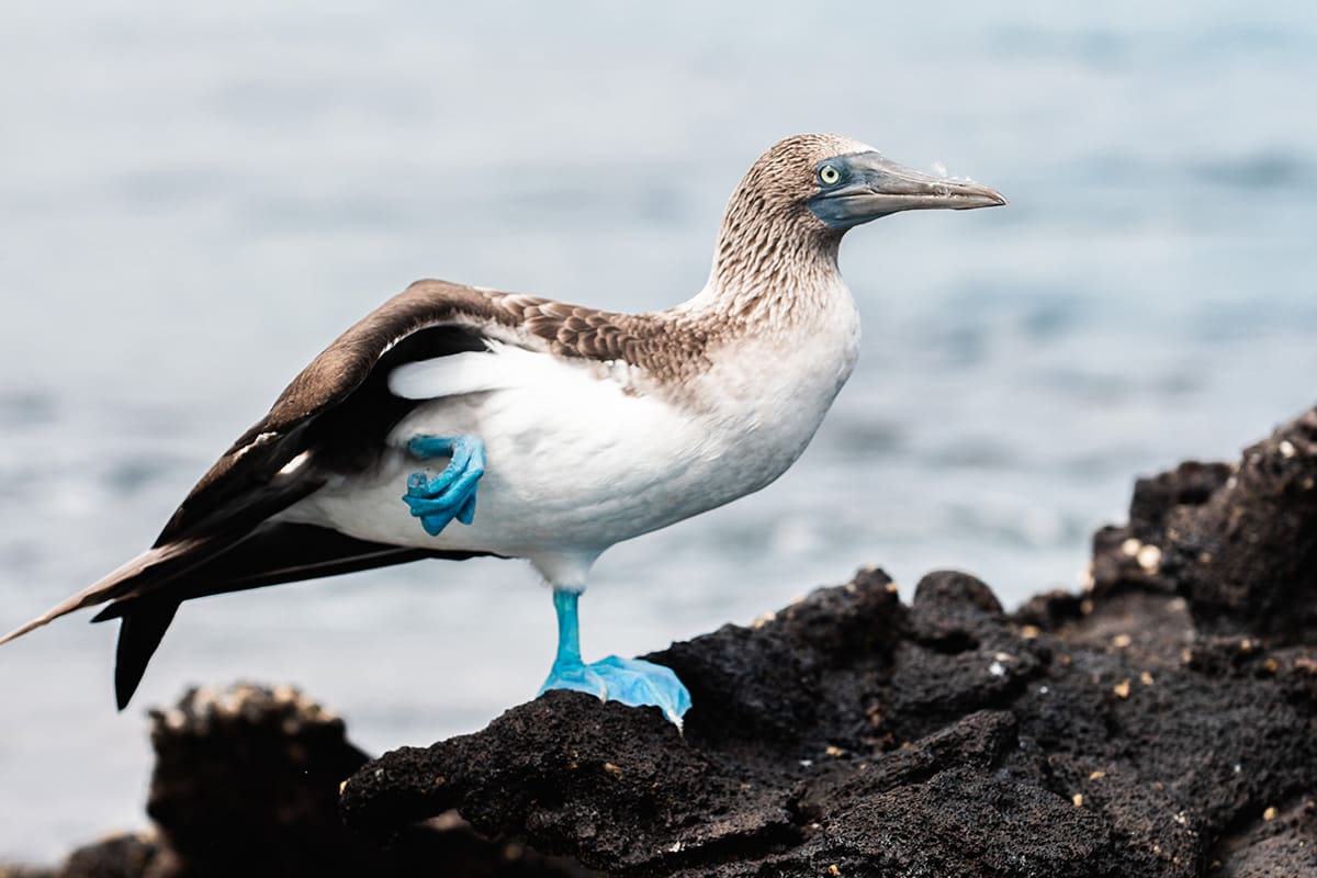 Aqua Mare - West Galapagos