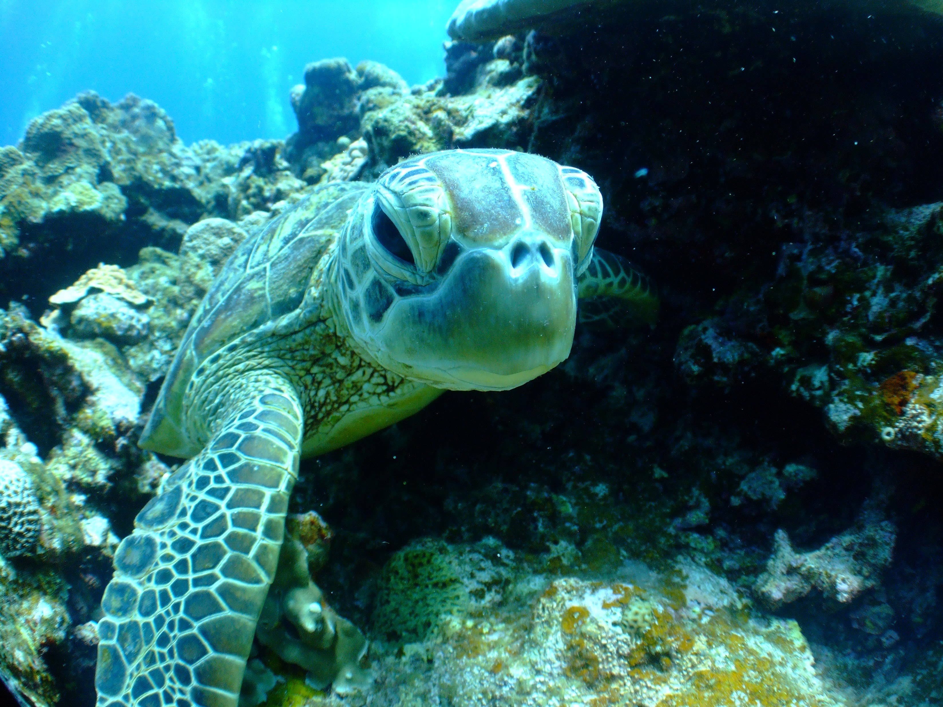 Aqua母马——东方与西方加拉帕戈斯群岛