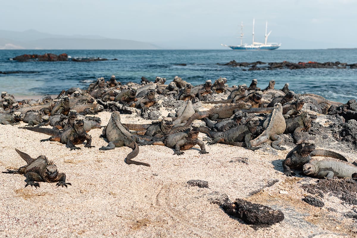 Aqua Mare - West & East Galapagos