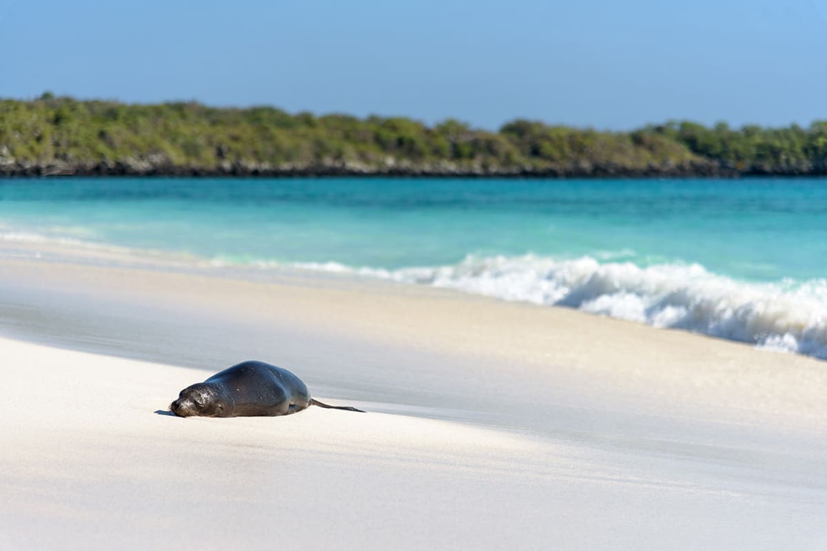 Aqua Mare - West & East Galapagos