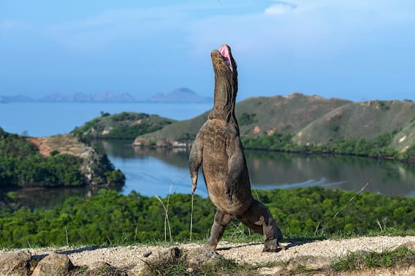 Carpe Diem's 8-Day Komodo National Park - Day 2 - Komodo Dragon